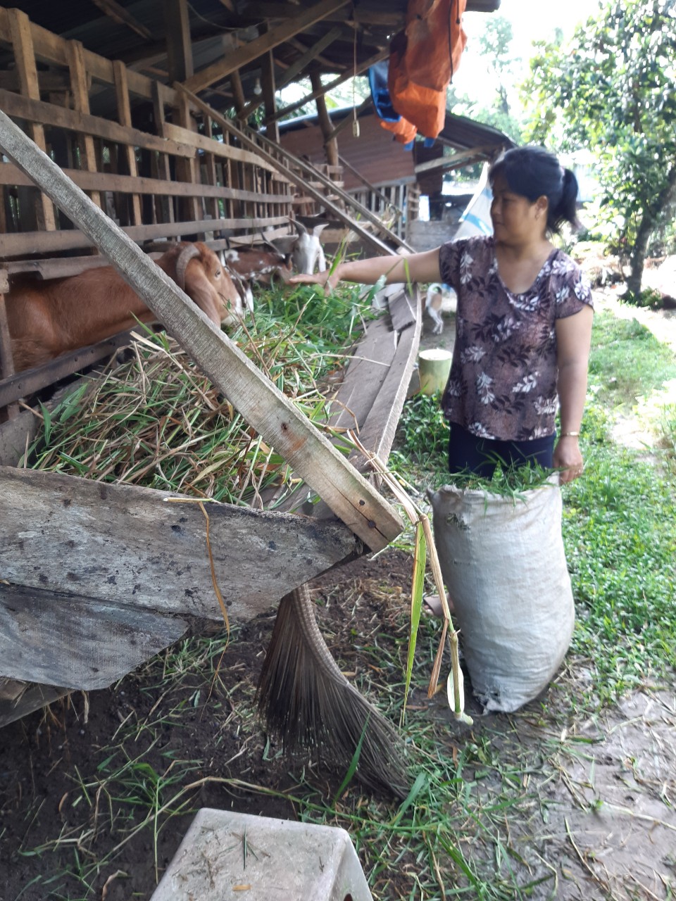 Thoát nghèo nhờ nguồn vốn vay từ Ngân hàng Chính sách Xã hội